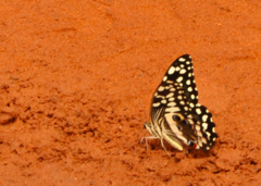 Papilio demodocus demodocus