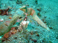 Lysiosquillina maculata