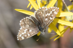 Pyrgus centaureae