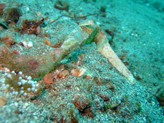 Lysiosquillina maculata