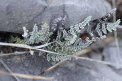 Notholaena greggii