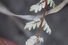 Notholaena greggii
