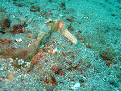 Lysiosquillina maculata