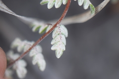 Notholaena greggii