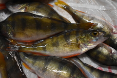 Perca fluviatilis