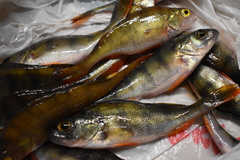Perca fluviatilis