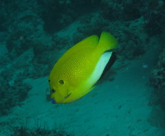 Apolemichthys trimaculatus