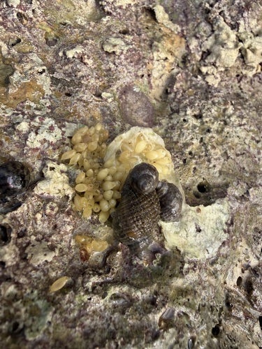 Nucella lapillus