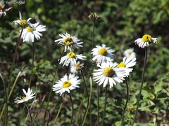 Bellis sylvestris