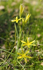 Gagea chlorantha