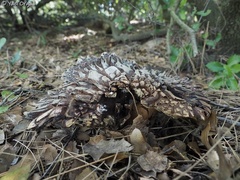 Fungi