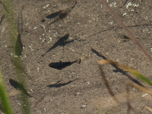 San Ignacio Pupfish