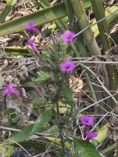 Ruellia inundata, photograph 6