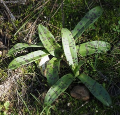 Orchis anatolica