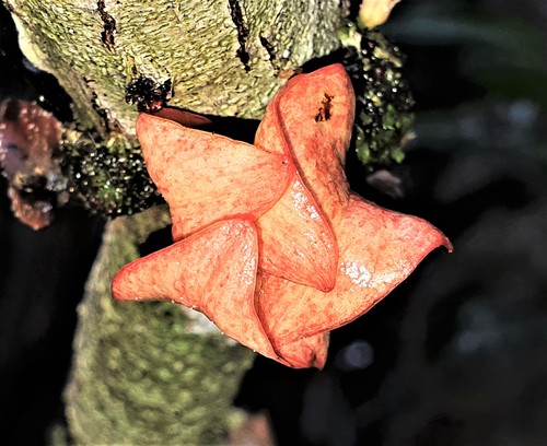Heisteria cauliflora (Heisteria cauliflora)