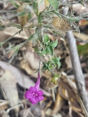 Ruellia inundata, photograph (c) Francisco Emilio Roldán Velasco, some rights reserved (CC BY)