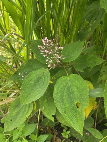 pink pearl bush (Miconia subcrustulata)