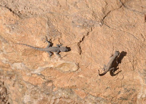 Feulner's Semaphore Gecko