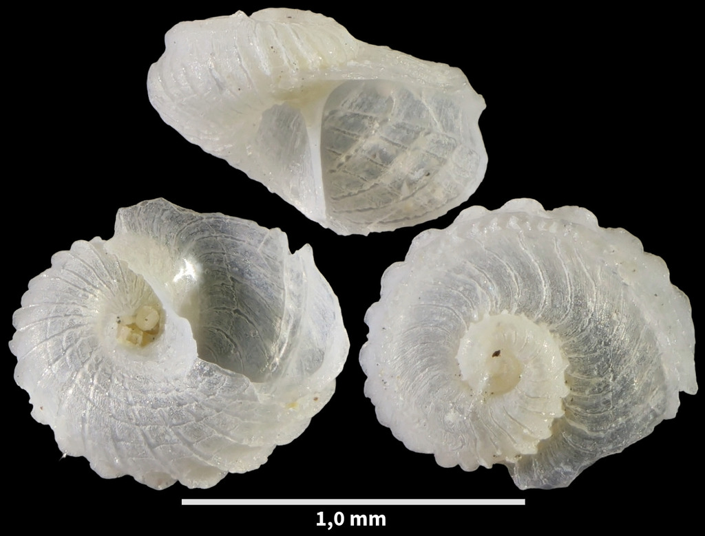 Scissurella costata