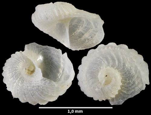 Scissurella costata