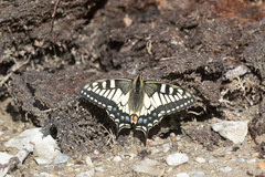 Papilio machaon aliaska