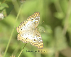 Anartia jatrophae