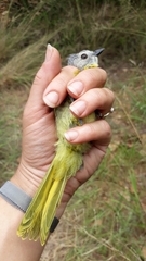 Telophorus sulfureopectus