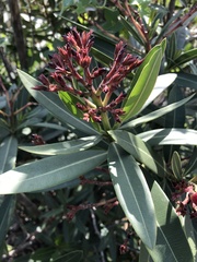 Nerium oleander