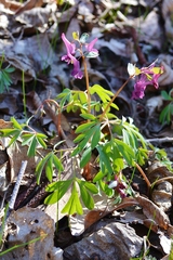 Corydalis solida