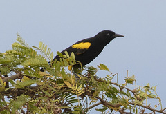 Icterus dominicensis