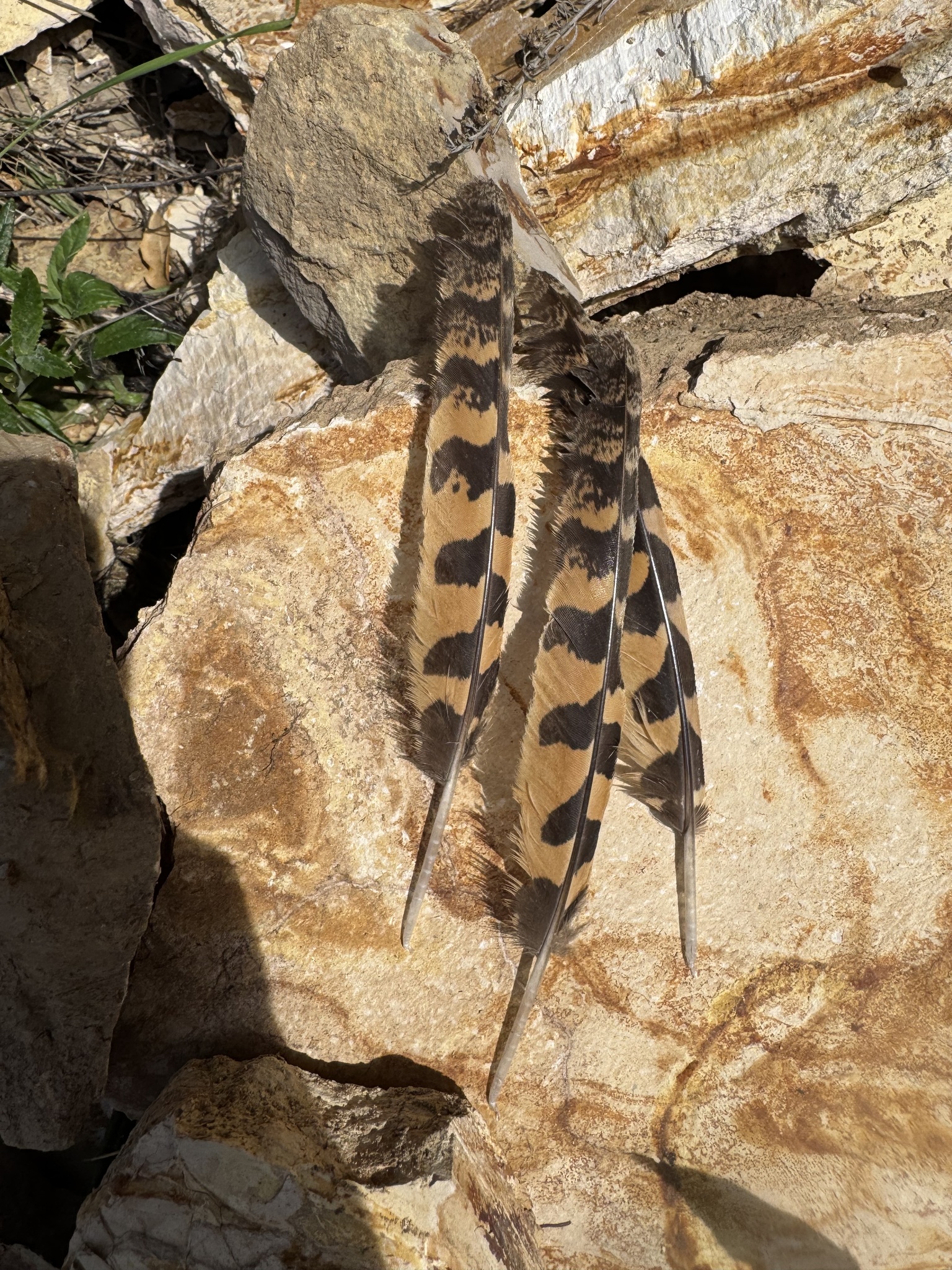 Common Poorwill (Phalaenoptilus nuttallii), photo 2