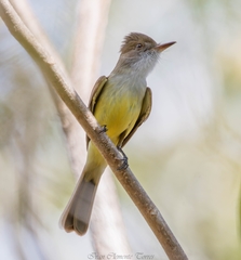 Myiarchus tuberculifer