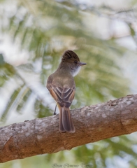 Myiarchus tuberculifer