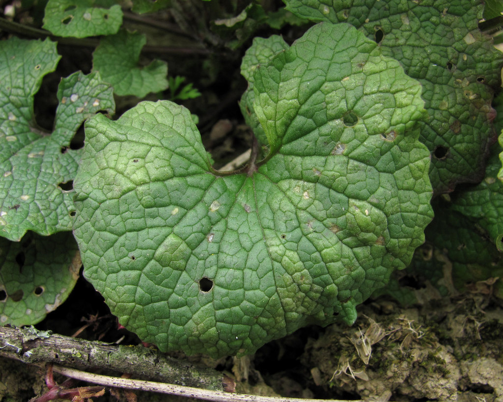 Hyaloperonospora niessliana