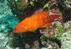 Cephalopholis urodeta