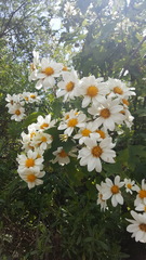 Montanoa grandiflora
