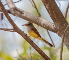 Myiarchus tuberculifer