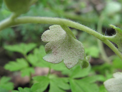 Peronospora arvensis