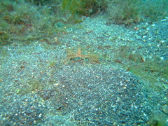 Achaeus japonicus