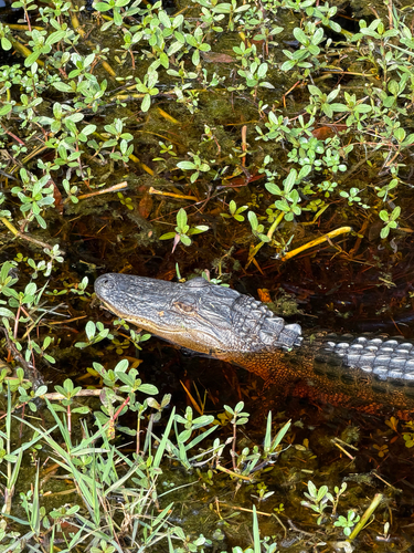 American Alligator