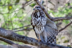 Buteo plagiatus