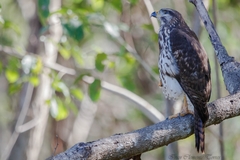 Buteo plagiatus