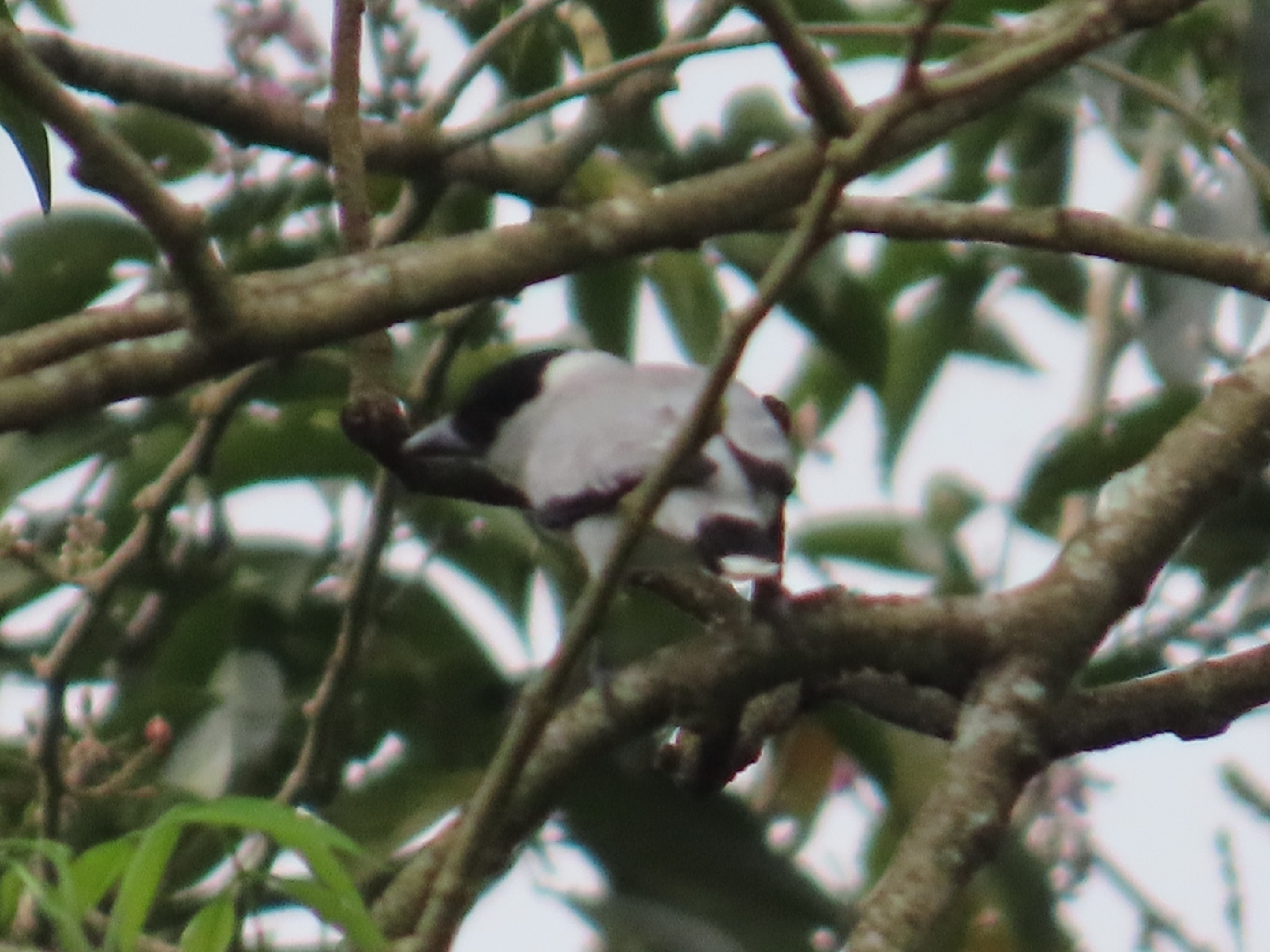 Black-crowned Tityra (Tityra inquisitor), photo 5