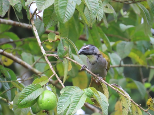 Black-headed Saltator (Saltator atriceps), photo 9