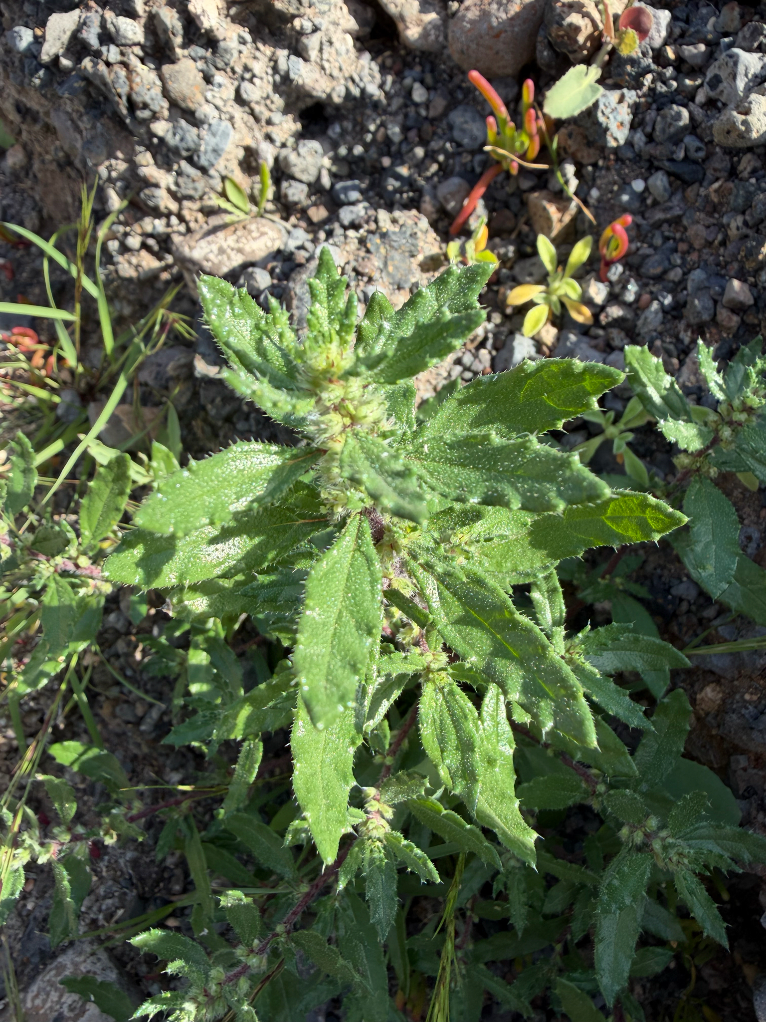 Ratonera picona