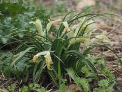 Iris palaestina