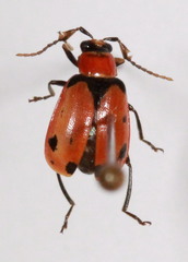 Cerotoma