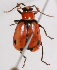 Cerotoma