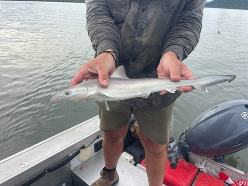 Rhizoprionodon acutus observed 2026-02-13