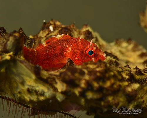 Deepreef scorpionfish (Scorpaenodes tredecimspinosus) — Scorpaenidae
